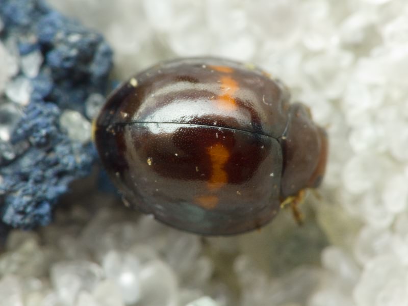 Chilocorus bipustulatus (Linnaeus, 1758)